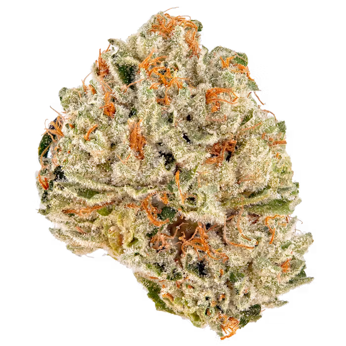 strain-31