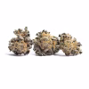 buy government oasis strain 1