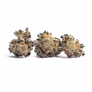 buy government oasis strain 1