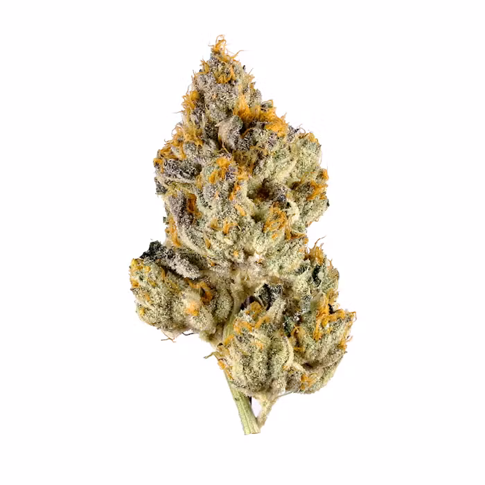 strain-40