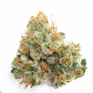 Buy gmo rootbeer strain 2