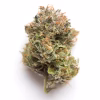 grenadine strain