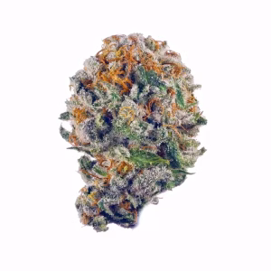 maclato strain