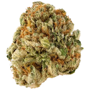 puro loco strain