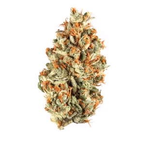 Buy burmese mimosa strain 1