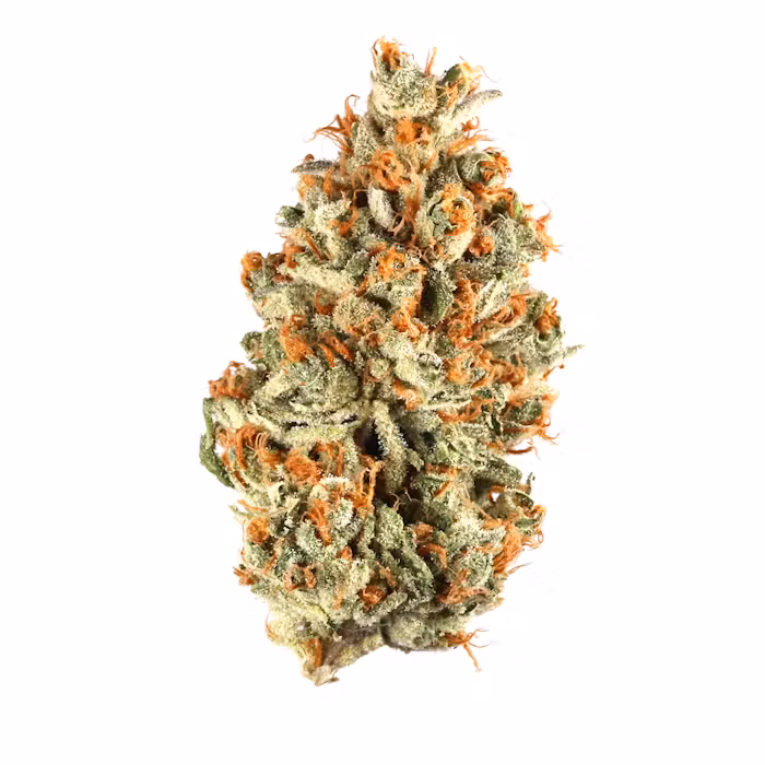 strain-1 (2)