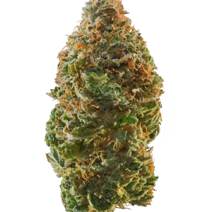Buy garlic cocktail strain 1