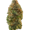 tropical gelato strain
